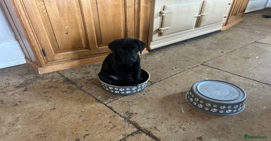 Labrador Retriever dogs - Advert 3