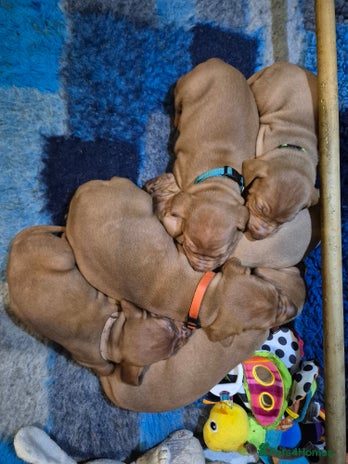 Hungarian Vizsla dogs Gorgeous Vizsla puppies - Advert 3