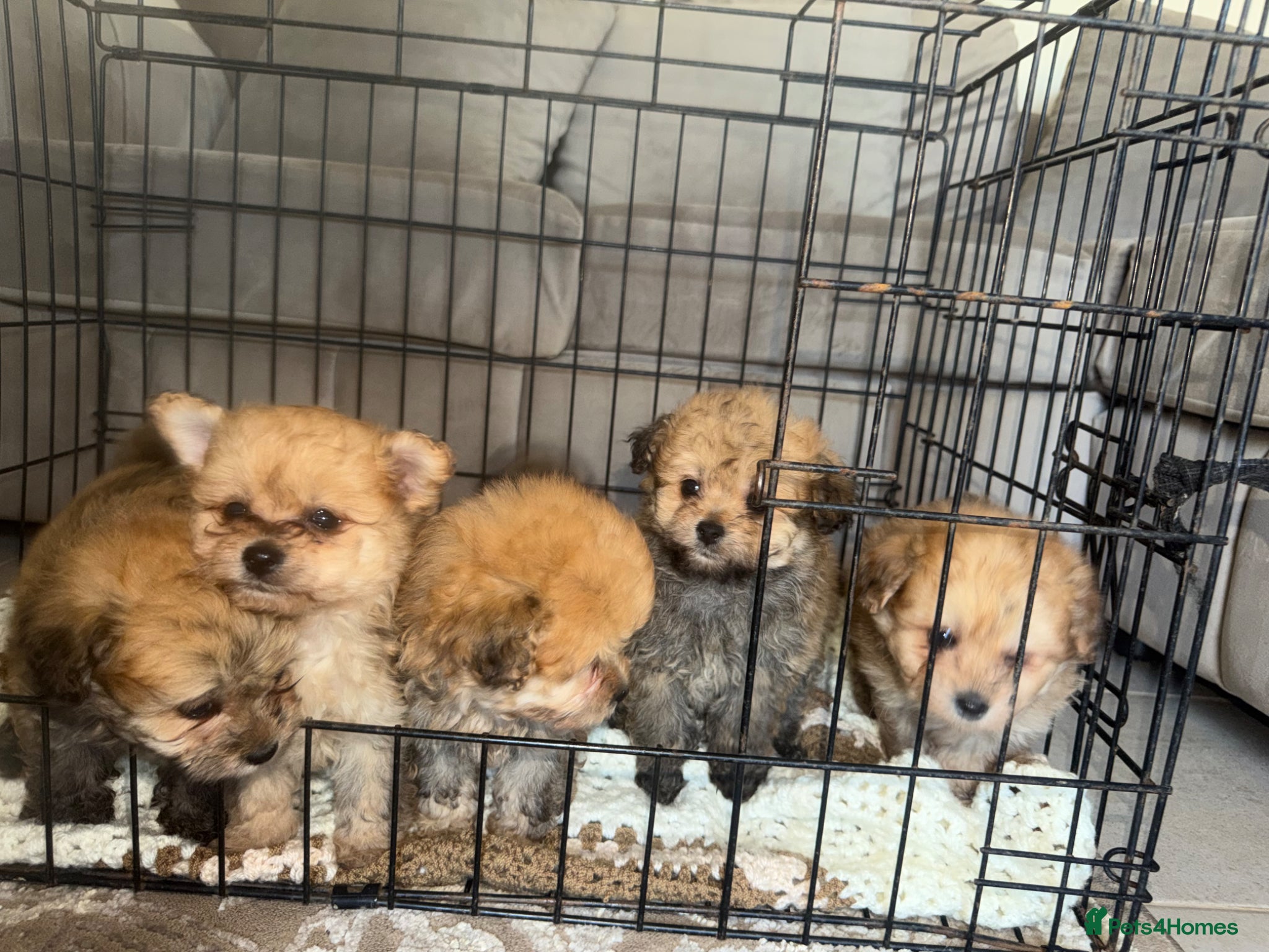 Pomapoo dogs for sale: Pomapoo Puppies  8 Weeks Old ready  Forever Homes - Advert 2