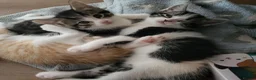 Mixed Breed cats for sale: Stunning bi-colour kittens in Ipswich - Advert 18