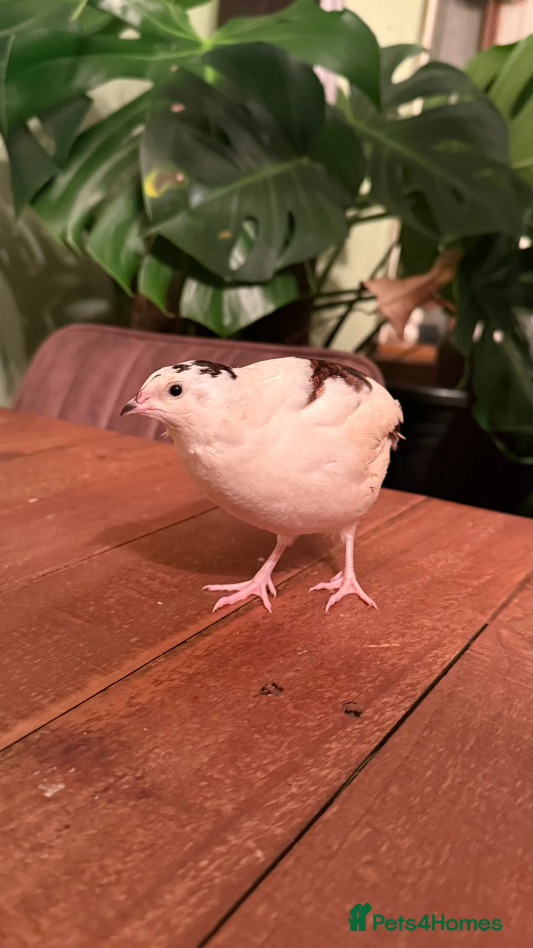 Quail poultry for sale: 🩵Celadon Coturnix quail chicks 💙 - Advert 8