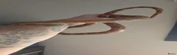 Corn Snake reptiles for sale: 2 common corn snakes - Advert 2
