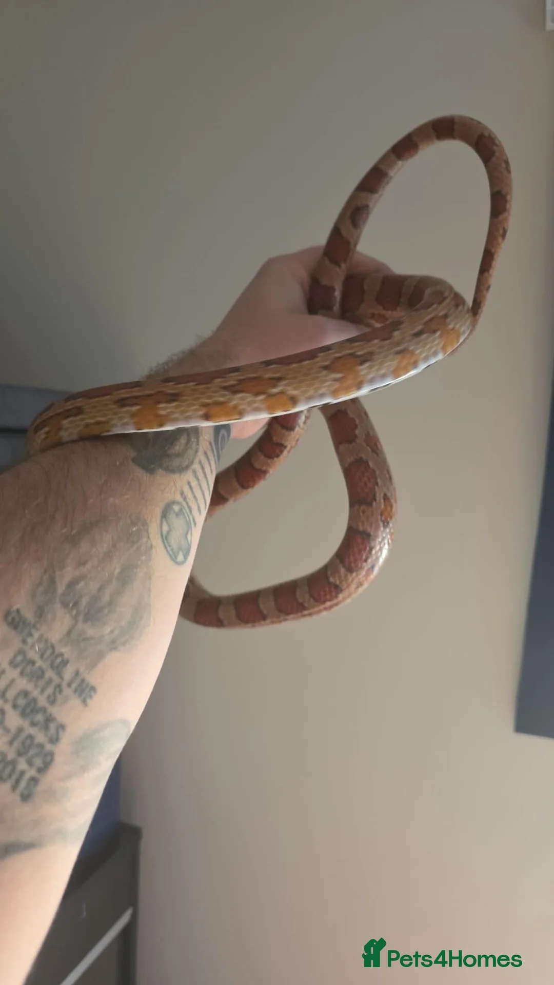 Corn Snake reptiles for sale: 2 common corn snakes - Advert 2