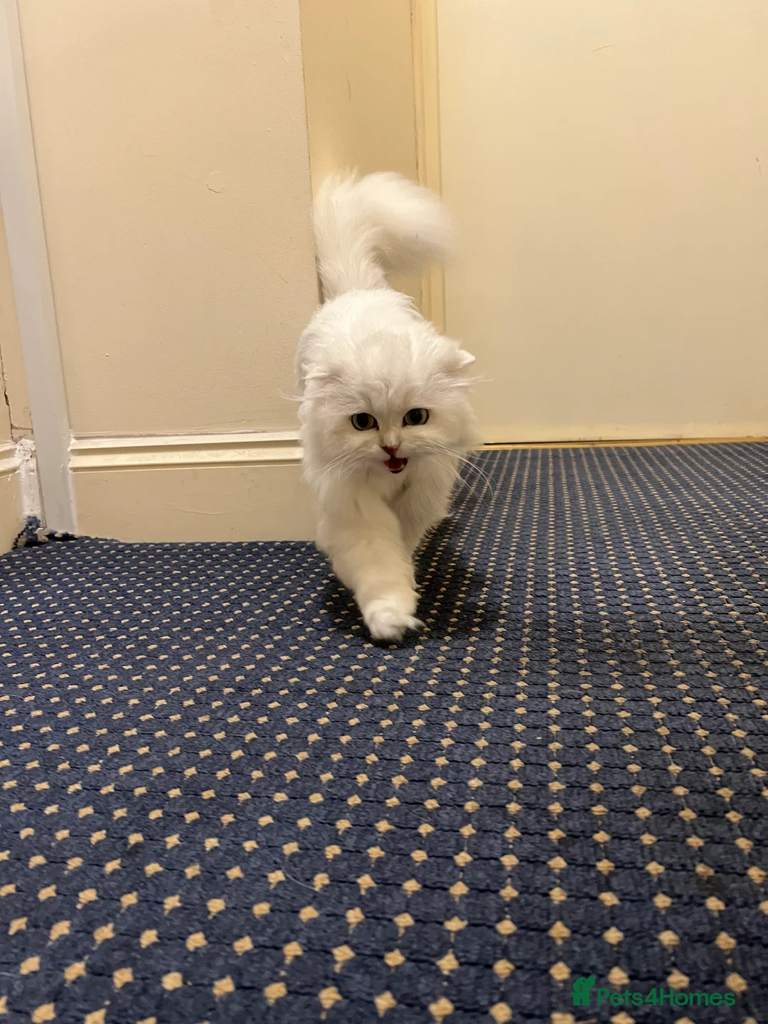 Scottish Fold cats for sale: Stunning Scottish Fold Girl - Advert 8