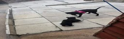 Toy Poodle dogs for sale: Gorgeous Toy poodle puppies  - Advert 2