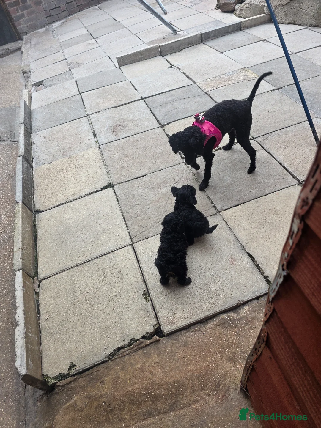 Toy Poodle dogs for sale: Gorgeous Toy poodle puppies  - Advert 2