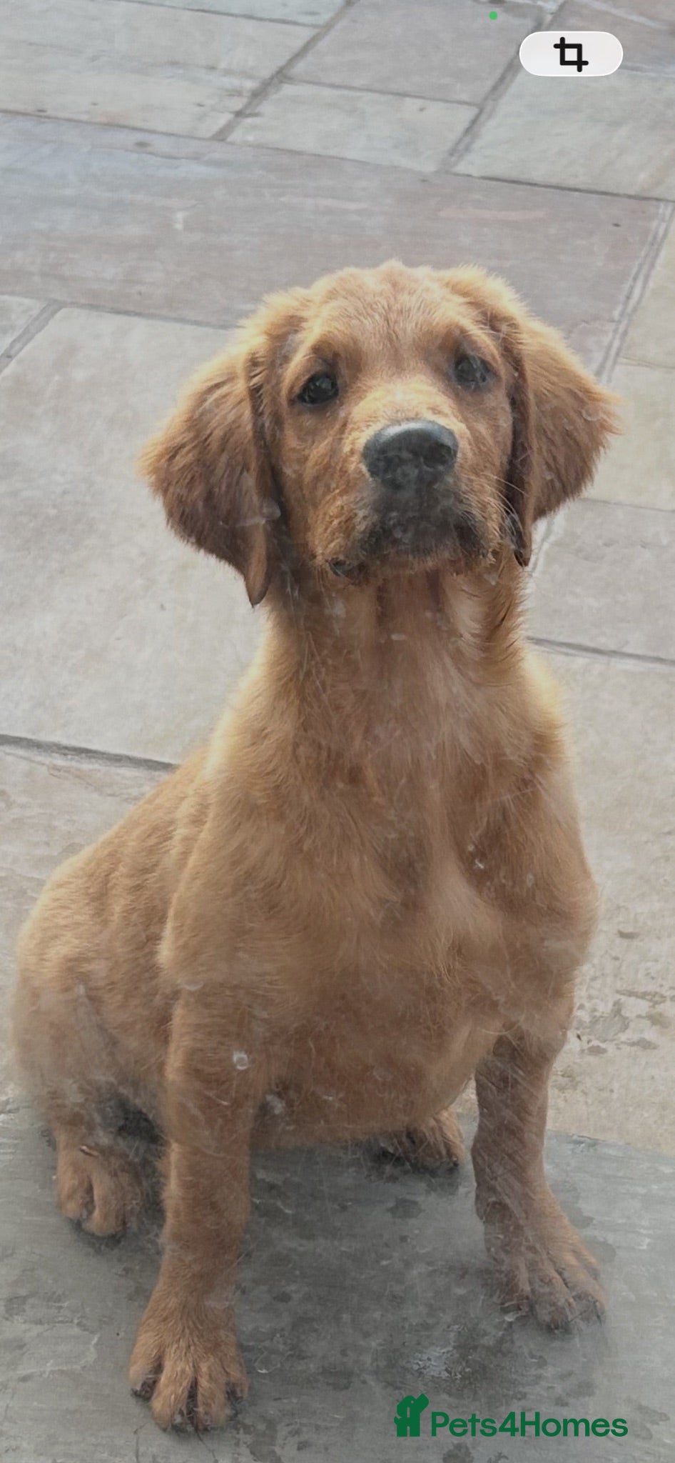 Golden Retriever dogs Quality KC Registered Golden Retriever Puppies - Advert 2