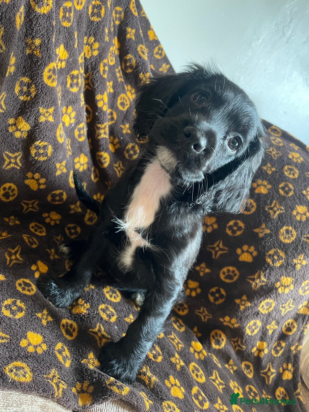 Cocker Spaniel dogs for sale: COCKER SPANIEL GIRLS READY FOR NEW HOMES  - Image 7