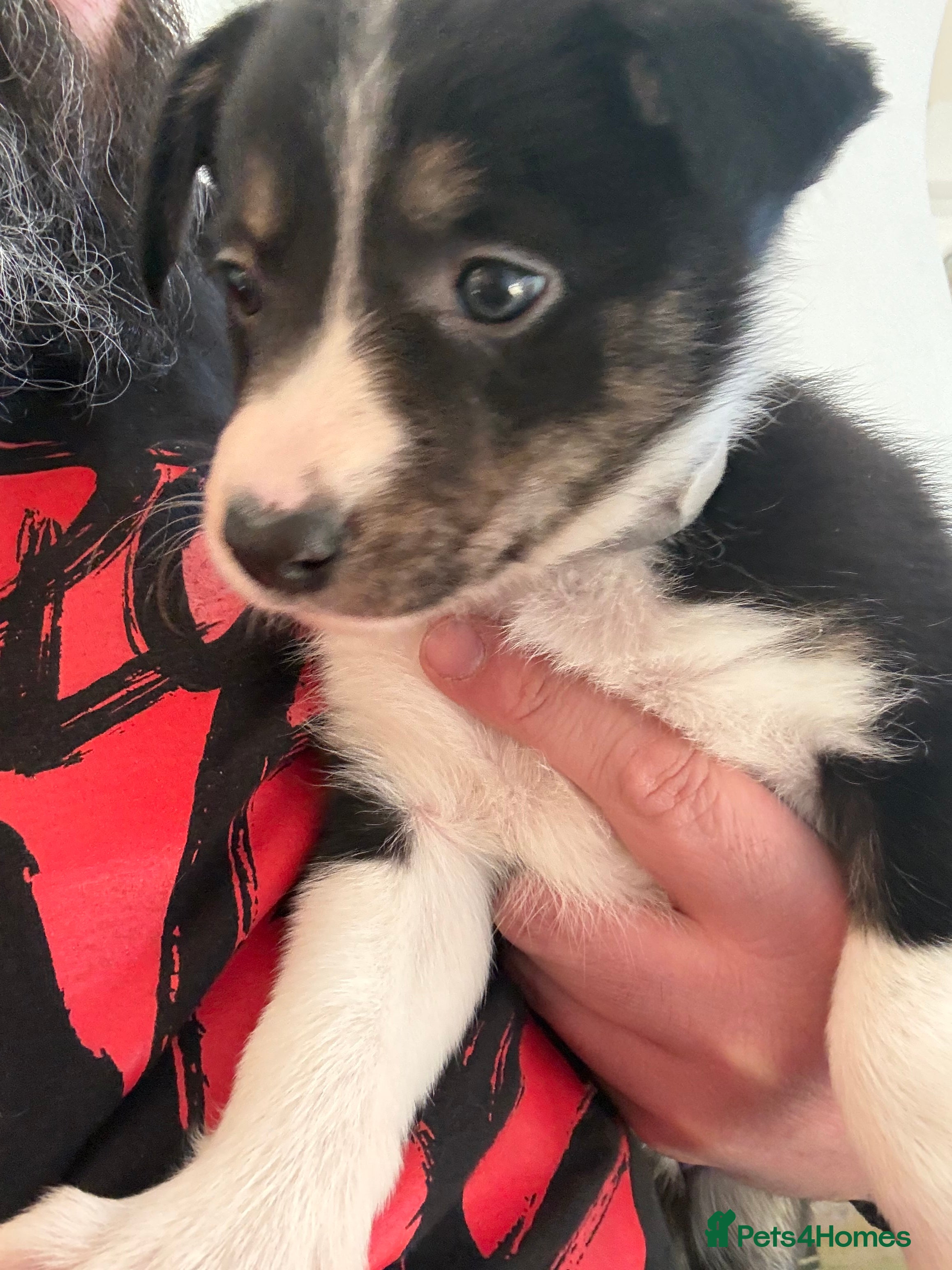 Border Collie dogs Tri colour border collies - Advert 2