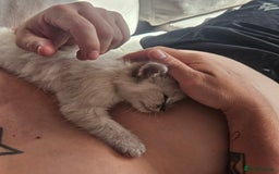 Ragdoll cats for sale: Lilac and blue tica ans Gccf registered ragdolls. - Image 39