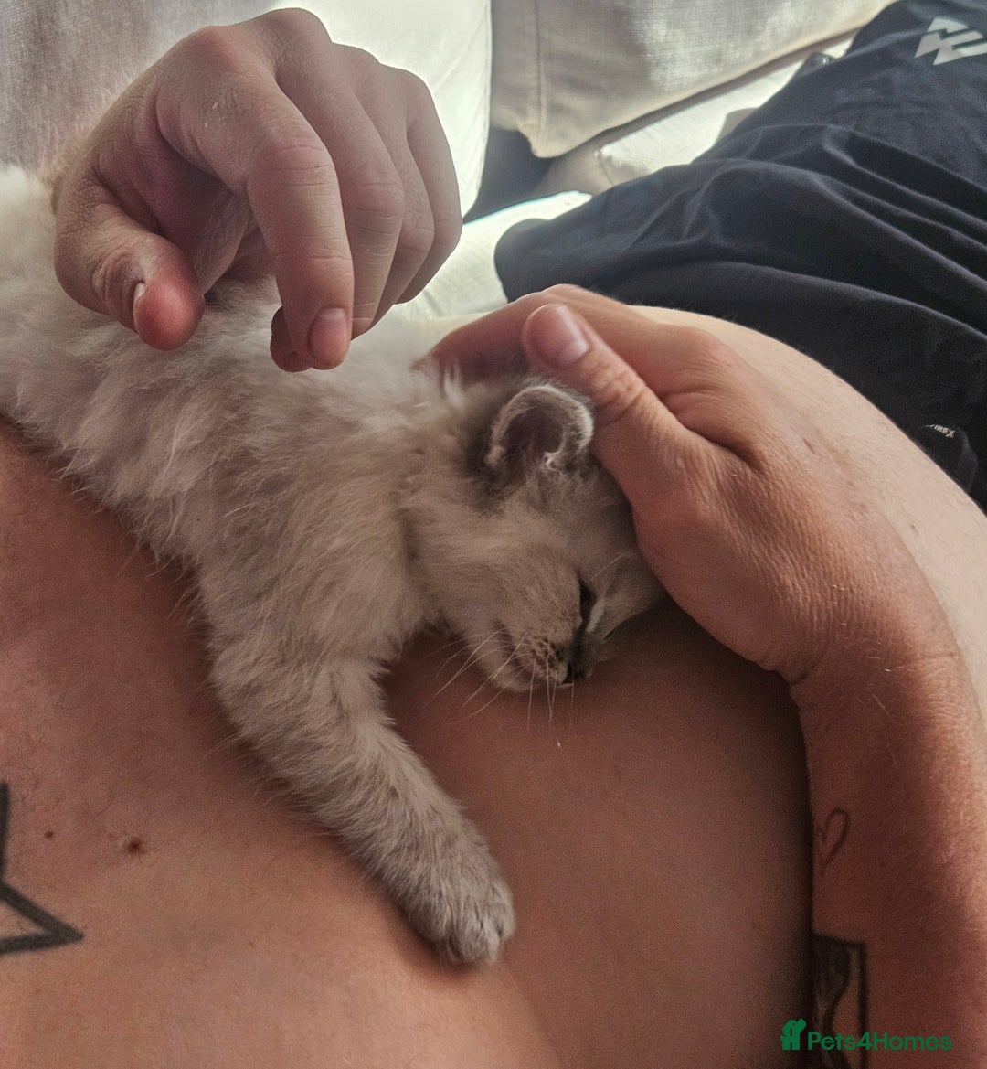 Ragdoll cats for sale: Lilac and blue tica ans Gccf registered ragdolls. - Image 39