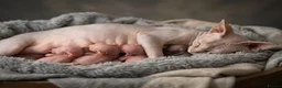 Sphynx cats for sale: Stunning Canadian Sphynx Kittens –  Reservation 🐾 - Advert 3