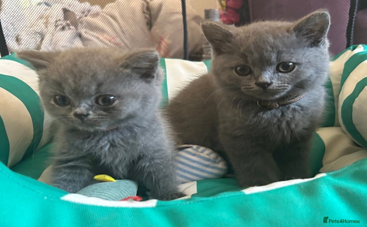 British Shorthair cats - Advert 16