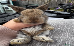 Mini Lop rabbits for sale: Mini Lop Babies ready to reserve - Image 28