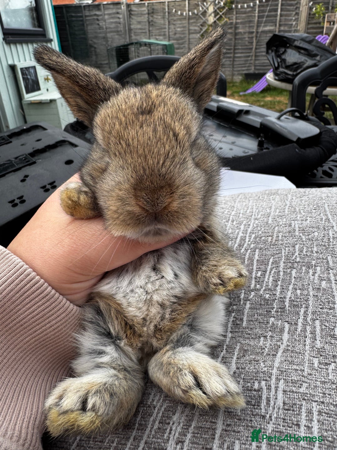Mini Lop rabbits for sale: Mini Lop Babies ready to reserve - Image 28