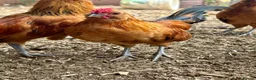 Chickens poultry for sale: Barbu d’Anver and Dutch bantam in Banbury - Advert 8