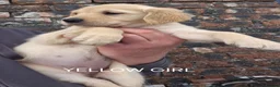 Golden Retriever dogs for sale: KC GOLDEN RETRIEVER PUPS HEALTH TESTED PARENTS  - Advert 16