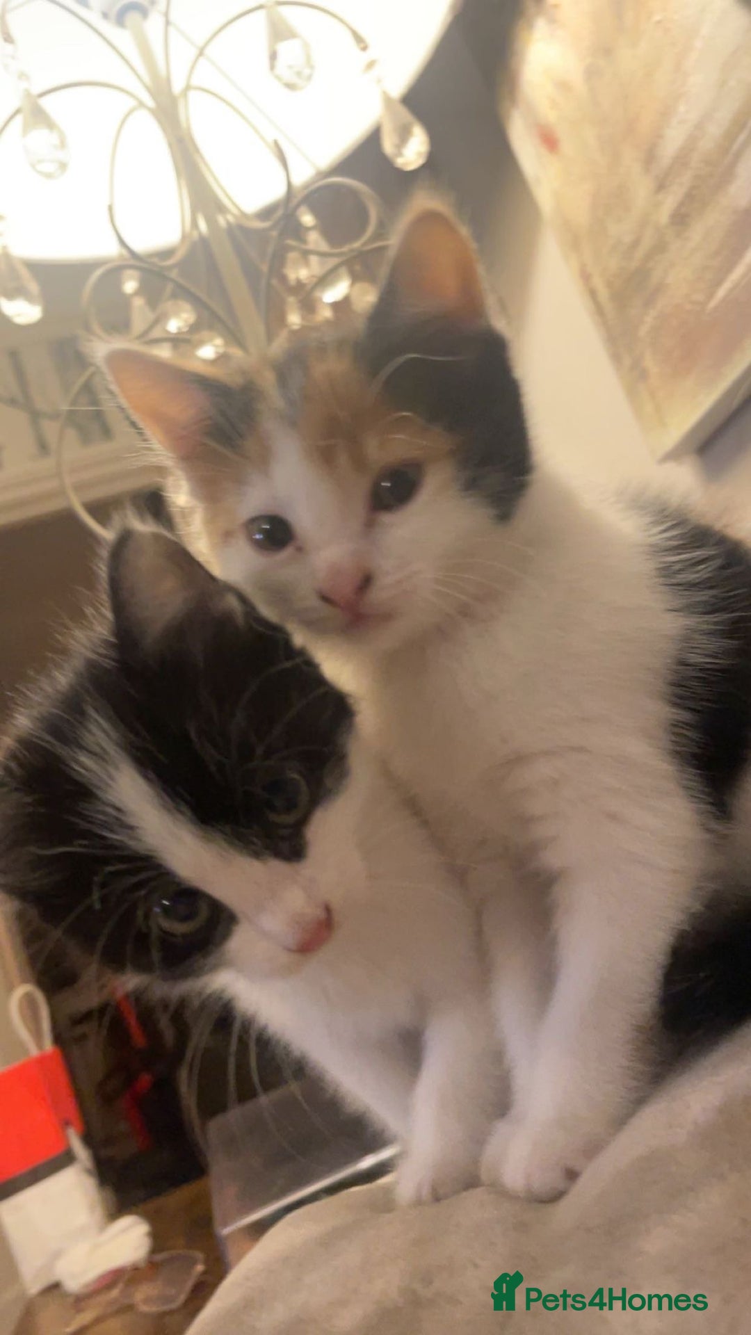 Mixed Breed cats for sale: 3 kittens for sale.  - Image 17