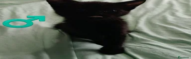 Mixed Breed 6