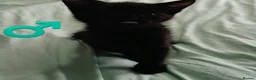 Mixed Breed cats for sale: Beautiful kittens £80 each  - Advert 6