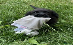 Mixed Breed dogs for sale: Gorgeous Jack x chihauhua pups ❤️ - Image 4