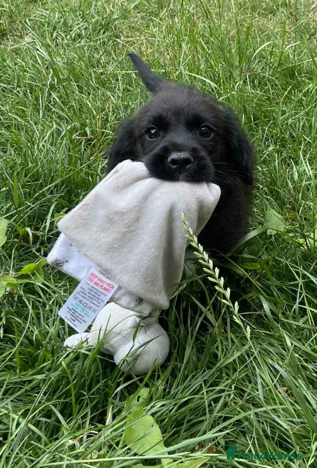 Mixed Breed dogs for sale: Gorgeous Jack x chihauhua pups ❤️ - Image 4
