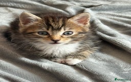 Mixed Breed cats for sale: 1 Gorgeous female Tabby available  in Lancing - Image 13