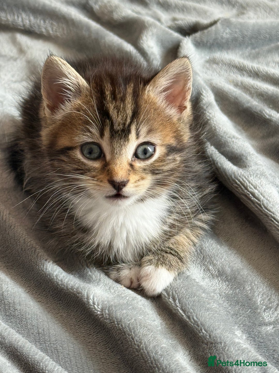 Mixed Breed cats for sale: 1 Gorgeous female Tabby available  in Lancing - Image 13