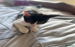 Mixed Breed cats for sale: boy kitten for sale - Image 3