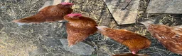 Chickens poultry for sale: Warren chickens 24 weeks old - Advert 1