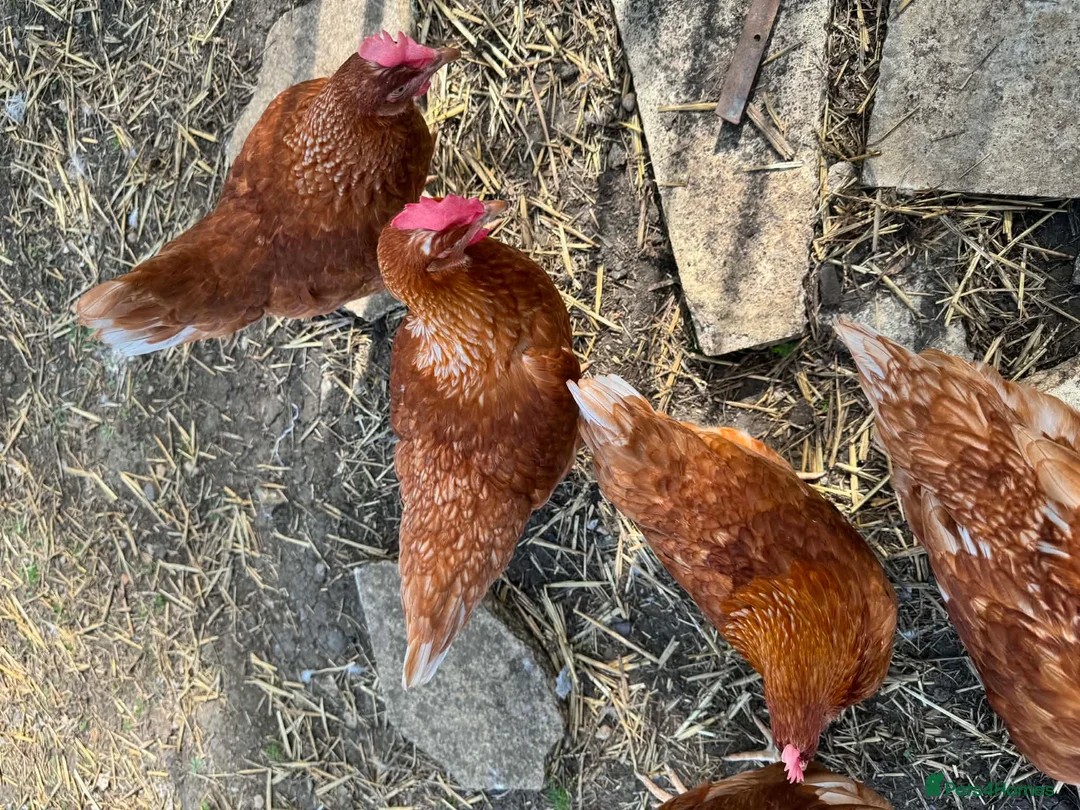 Chickens poultry for sale: Warren chickens 24 weeks old - Advert 1