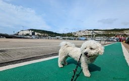 Cavachon dogs for sale: Cavachon Puppies - excellent example!  - Image 34