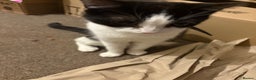 Domestic Shorthair cats for sale: 5 Rescued Cats Looking for Loving Forever Homes 🏡 - Advert 19