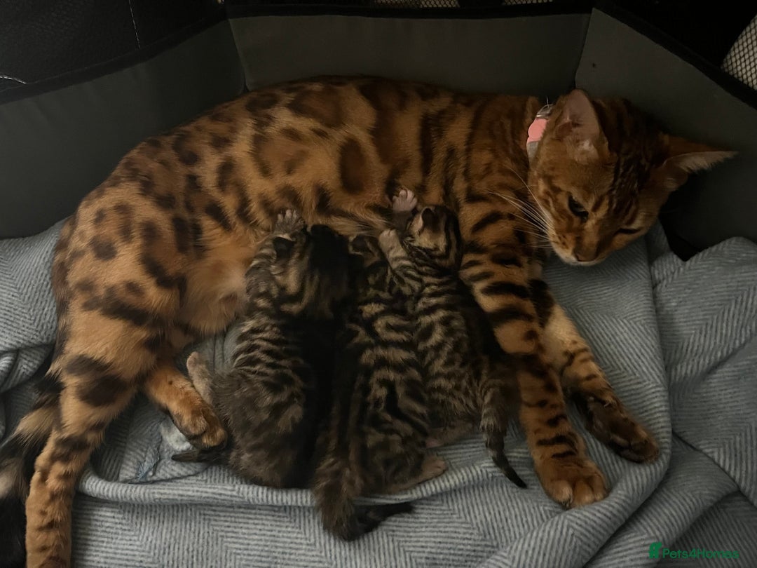 Bengal cats for sale: Half bengal female kitten - Image 1