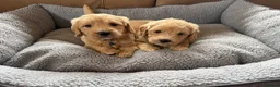 Labradoodle dogs for sale: F1 Minature labradoodles - Advert 4