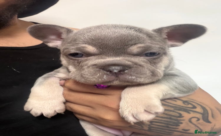 French Bulldog dogs - Advert 3