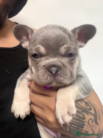 French Bulldog dogs - Advert 11