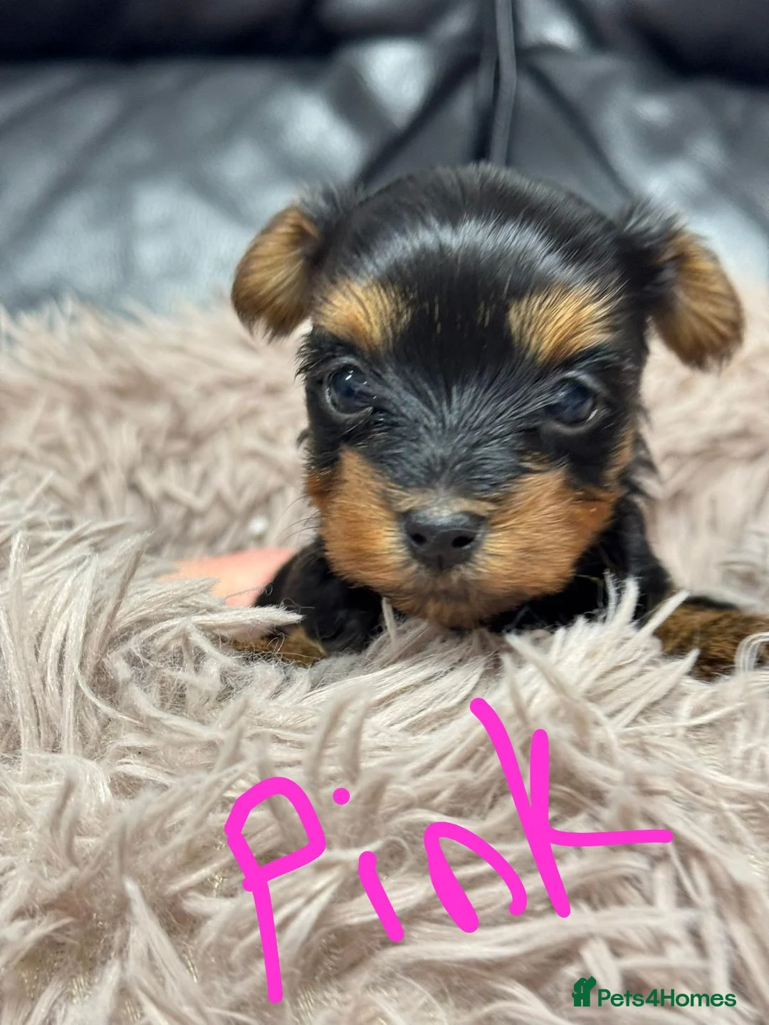 Yorkshire Terrier dogs for sale: Yorkshire terrier  - Advert 4