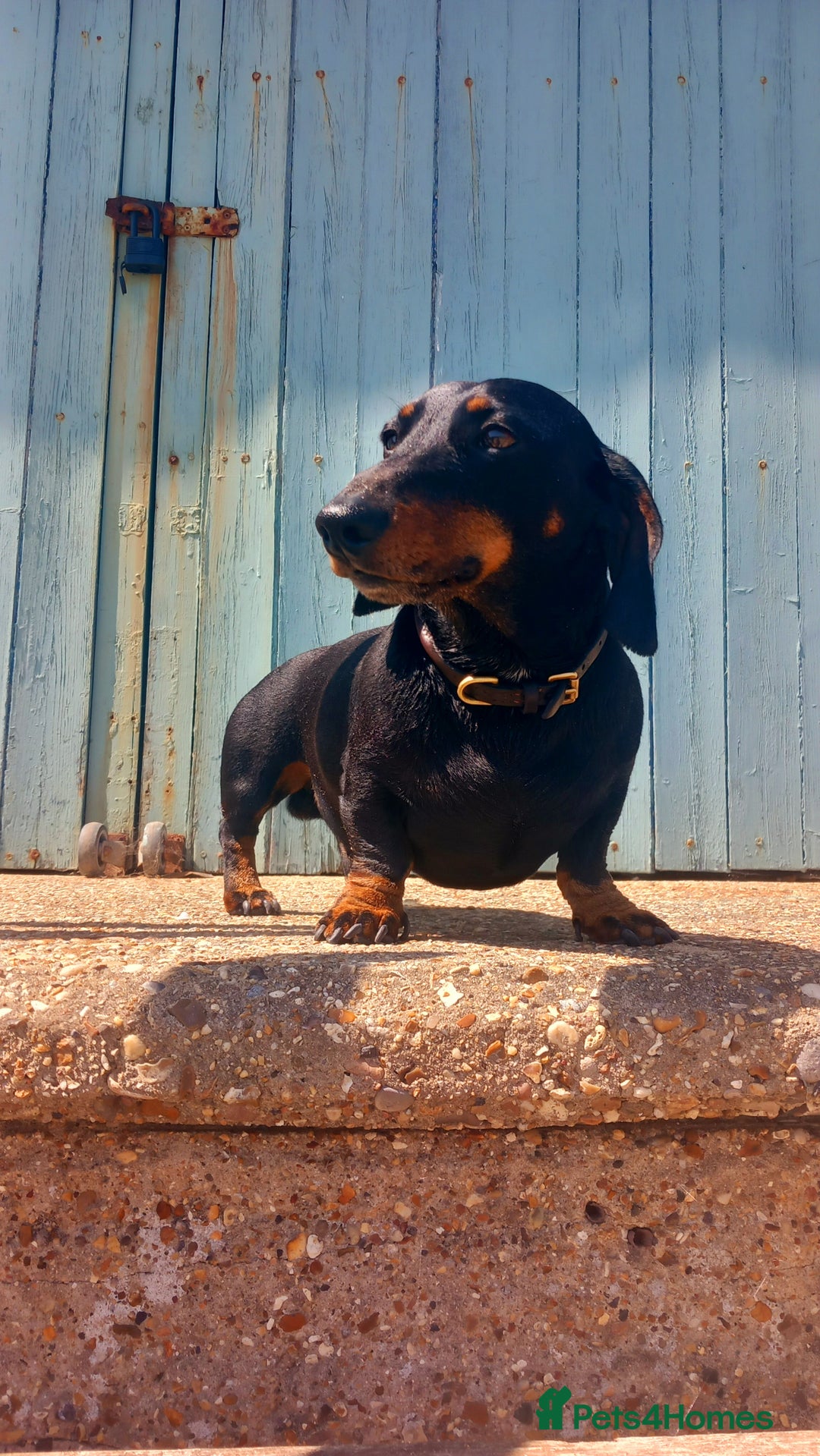 Dachshund dogs for stud: 3/4 dachshund for stud - Advert 1