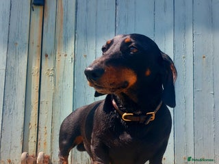 Dachshund dogs 3/4 dachshund for stud - Advert 3