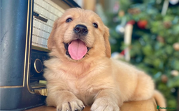Golden Retriever dogs for sale: Beautiful Golden Retriever Puppies – Family Raised - Image 25