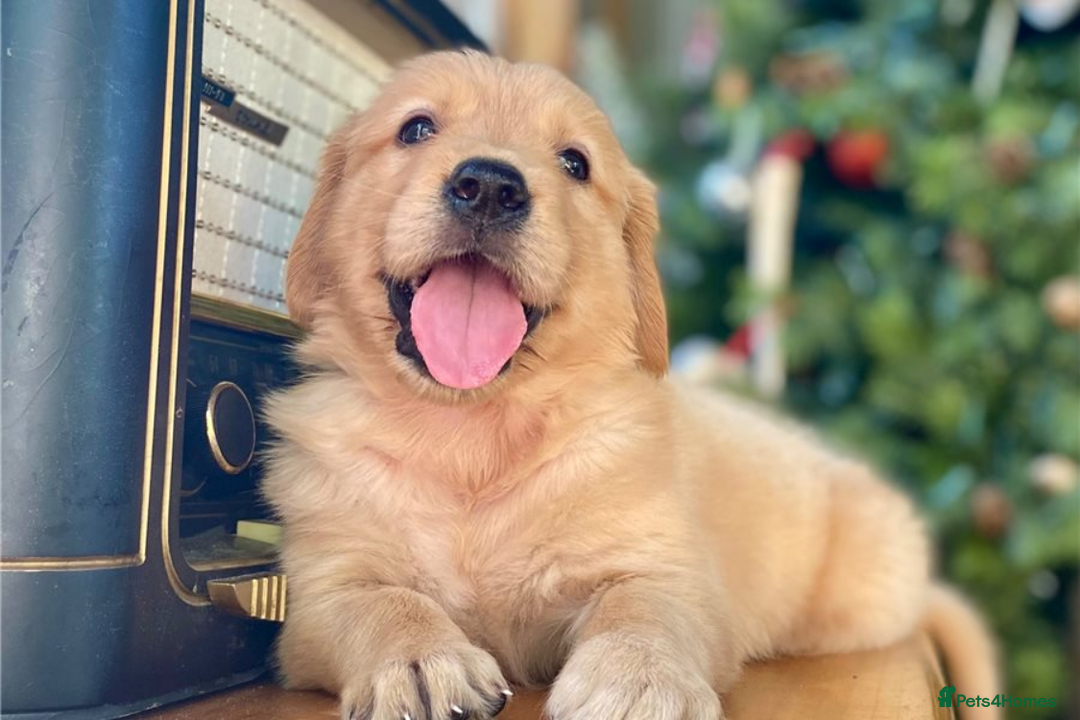 Golden Retriever dogs for sale: Beautiful Golden Retriever Puppies – Family Raised - Image 25