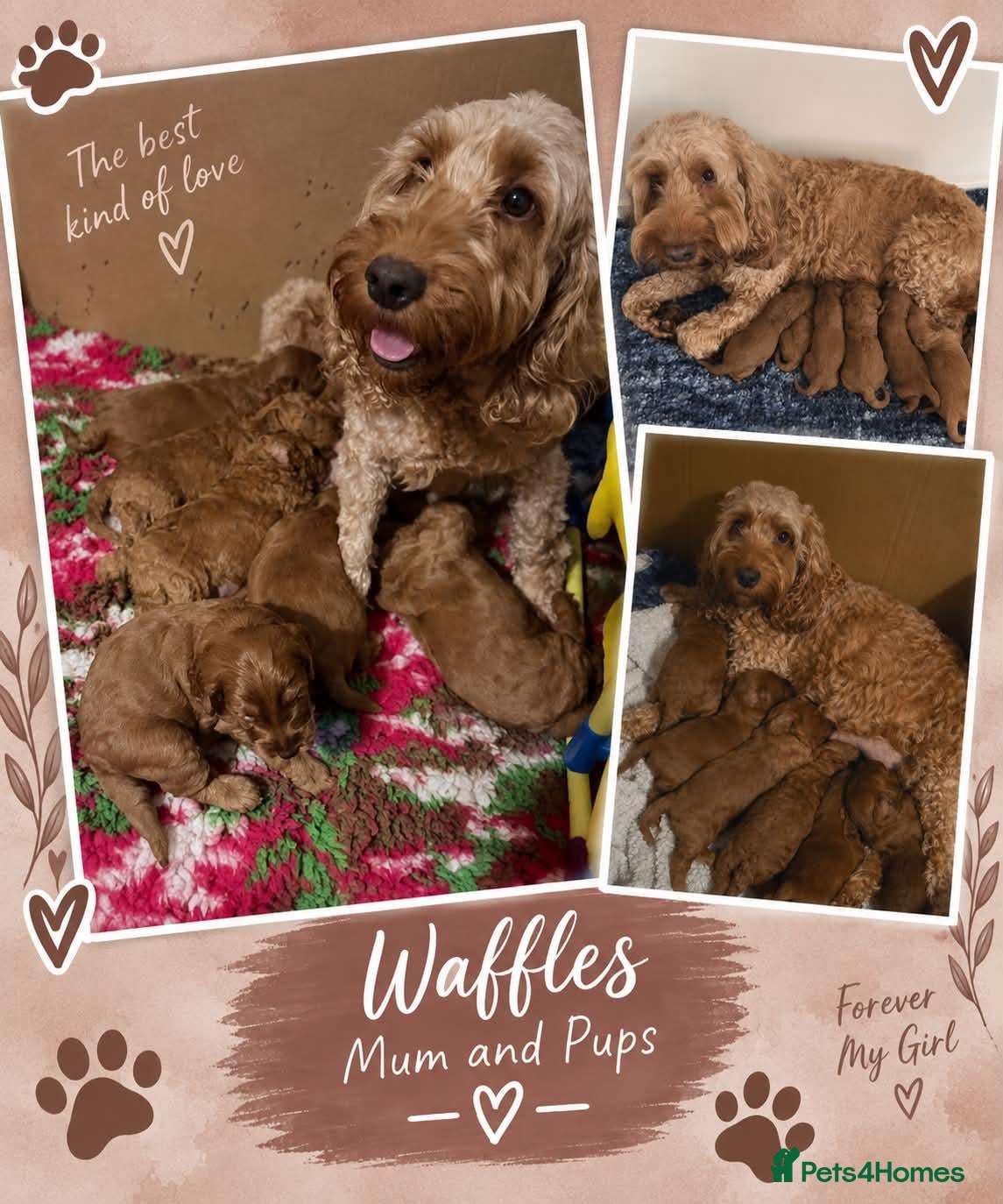 Cockapoo dogs F1b mini cockapoos - Advert 6