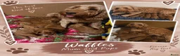 Cockapoo dogs for sale: F1b mini cockapoos - Advert 1