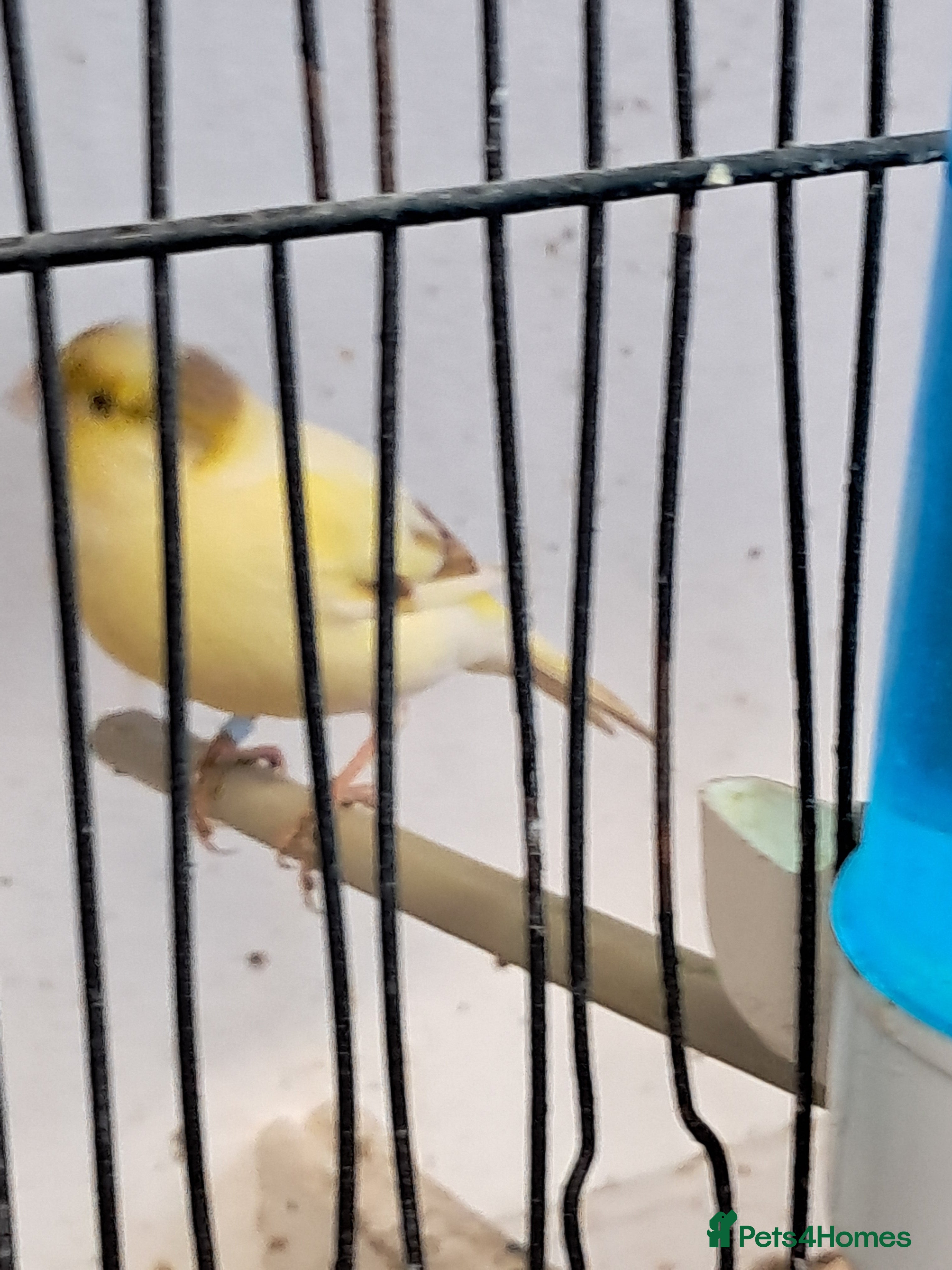 Canaries birds CANARIES and Budgies  - Advert 7