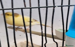 Canaries birds for sale: CANARIES and Budgies  - Image 5