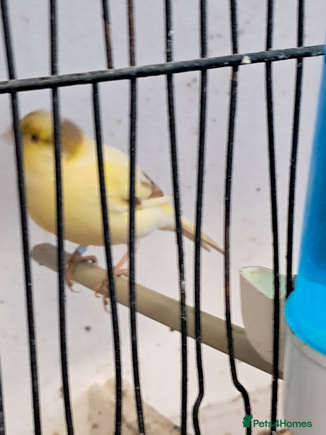 Canaries birds for sale: CANARIES and Budgies  - Image 5