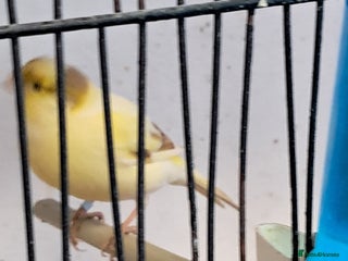 Canaries birds CANARIES and Budgies - Advert 4