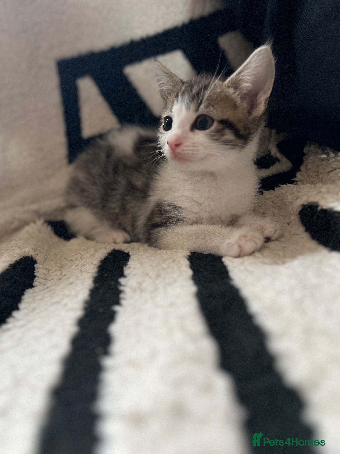 Mixed Breed cats Mixed kittens  - Advert 2
