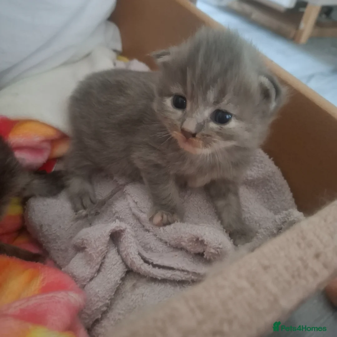 Mixed Breed cats for sale: BSH X RAGDOLLS X SCOTTISH FOLD in Rotherham - Advert 2